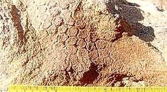 ABD'de 67 Milyon Yıllık Dinozor Fosili Bulundu