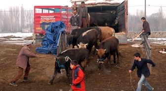 Erzurum'dan Kurbanlık Manzaraları