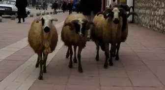 Kurbanlıklar Şehire İndi
