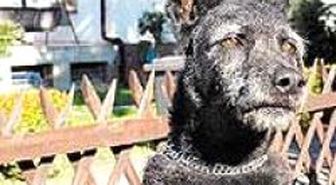 Köpeğe Nazi Selamı Öğretti 5 Ay Ceza Yedi