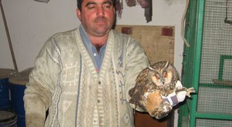 Yaralı Baykuşun Sağlık Durumu İyiye Gidiyor