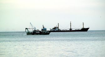 Bartın'da Midye Katliamı İddiası