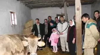 Tarım İl Müdürlüğü'nün Verdiği Hayvanlarda Brusella Çıktı
