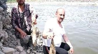  Yolu Şaşıran Balıklar, Kıyıya Vurdu