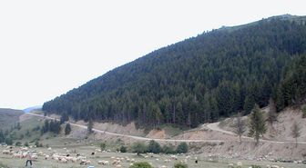 Karadeniz Ormanları Böceklerin İstilası Altında