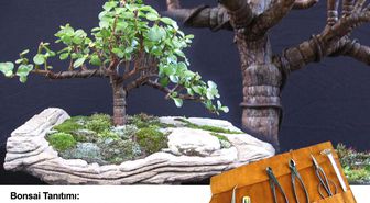 KKTC 'Bonsai' ile Tanışıyor