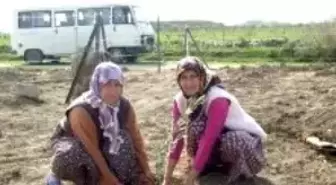 Aydın'da Ağaç Dikme Kampanyası Devam Ediyor