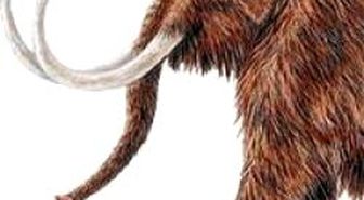 Mamut Soyunu Avlanma ve İklim Değişikliği Bitirdi