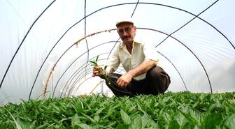 Sarıgöl'den Türkiye'ye Pepino Kavunu Fidanı