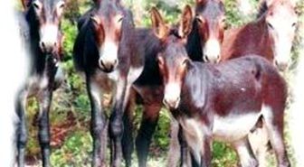 Kıbrıs'ta Eşek Barışı
