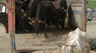 Yayla Mevsimi ile Boşalan Köyler Dolmaya Başladı