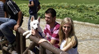 Köpekler En Güzel Olmak İçin Yarıştı