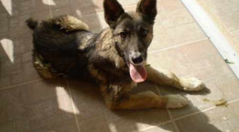 5 Aylık Kurt Köpeğine Yuva Aranıyor