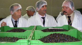 Akhisar'da Zeytinciliğin Sorunları İnceleniyor