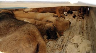 Antalya'da Köpek İtlafına Suçüstü