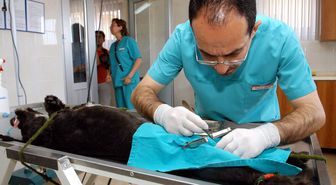 Sokak Hayvanları Kliniği