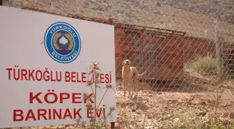 Türkoğlu'nda Köpeklere Barınak