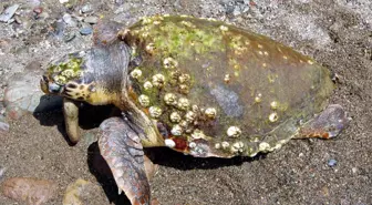 Küçükkuyu Sahiline 40 Kilogram Ağırlığında Ölü Caretta Caretta Vurdu