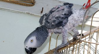 Yakup İsimli Papağan, Maharetleriyle İlgi Odağı