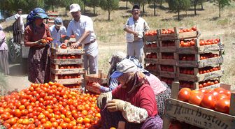 Düşen Fiyatlar Domates Üreticisini Üzdü
