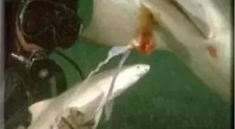 Köpekbalığının 'Bakire Doğumu'