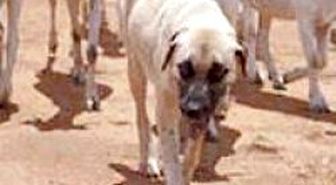 Namibyalılar Kangal Aldı, Çitalar Kurtuldu