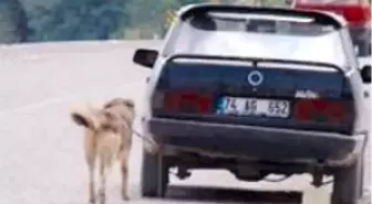 Köpeği Otomobile Bağlayıp Gaza Bastı