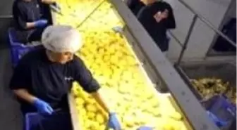 Patates Üretimini Üçe Katlayacak