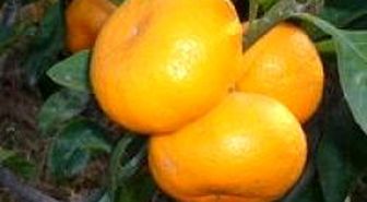 Mandalina Zeytine Rakip Oldu