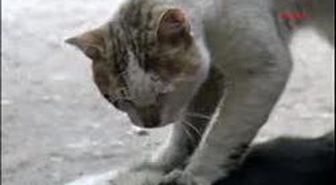 Sokak Kedisinin Vefası