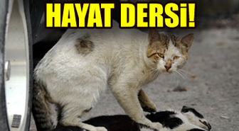Sokak Kedisinden Hayat Dersi