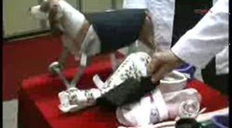 Eskişehir - Kedi Ve Köpekler İçin Özel Patik Ve Korse