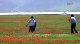 Muş'ta Lale Zamanı