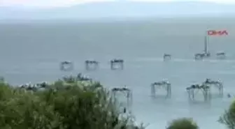 Balıkesir - Pelikanlar Yuvaya Döndü