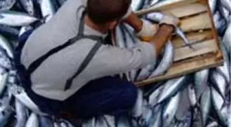 Balık Alarm Veriyor!..
