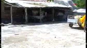 Burdur - Bucak'ta Kuduz Paniği