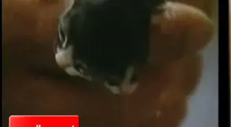 2 Başlı Kedi Doğdu