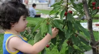 Bakan Ergün Bağcılar'da Dalından Kiraz Yedi