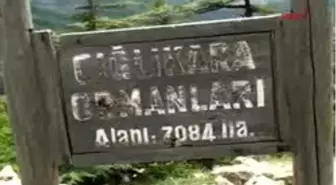 Demre - Doğa Savaşçısı Karıncalar