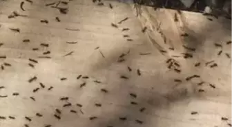 Doğa Savaşçısı Karıncalar