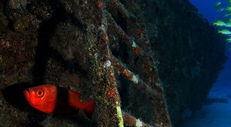 

Asım Dumlu Sualtı Fotoğrafları Sergisi BİE’de

