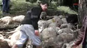 Uşak - Yıldırım Düştü, 120 Koyun, 2 Köpek Ve 1 Eşek Telef Oldu