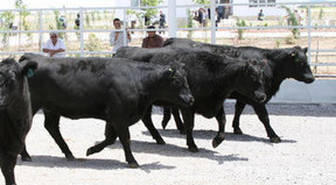 Esenboğa Havalimanı'nda Angus 'Avı'