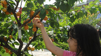 Kayısı Bahçesi Pikniğe Açıldı
