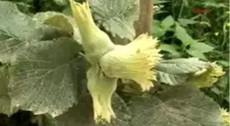 Fındık Fiyatlarına Tepki