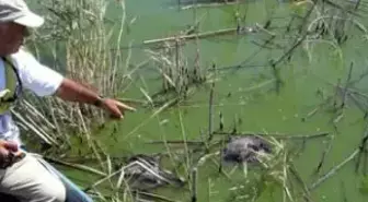 Azap Gölü'nde Kuş Ölümleri Endişe Veriyor