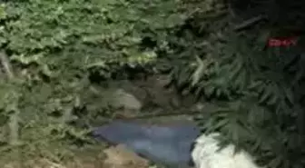 Antalya - Varyanttan Düşen Avukat Bitkisel Hayatta