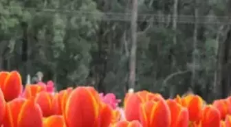 Avustralya’da Geleneksel Türk Lale Festivali