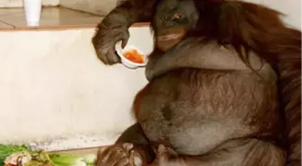 İngiltere'nin 'En Şişman' Orangutanı