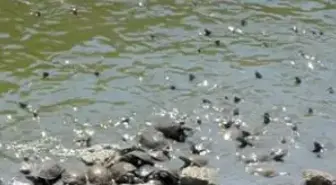 285 Su Kaplumbağası Hayatta Kaldı